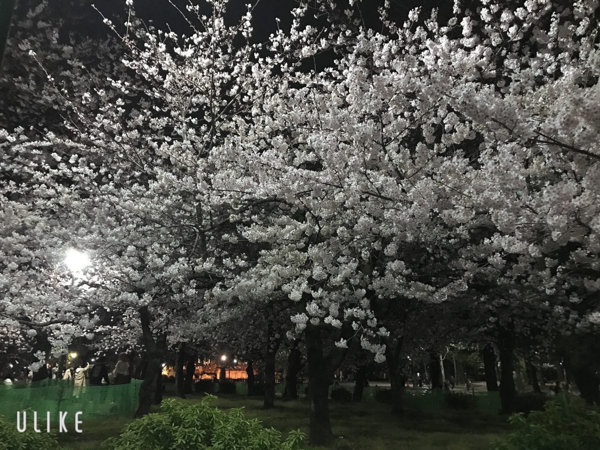 鶴舞公園の桜・・・そろそろ散り際。
